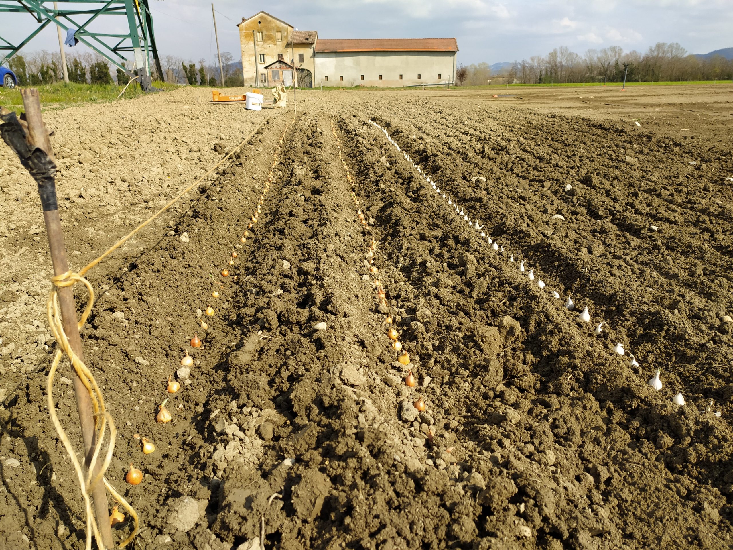Progetto Monitora - servizio di monitoraggio avanzato per l’irrigazione e fertilizzazione sostenibile e difesa integrata per le orticole di pieno campo