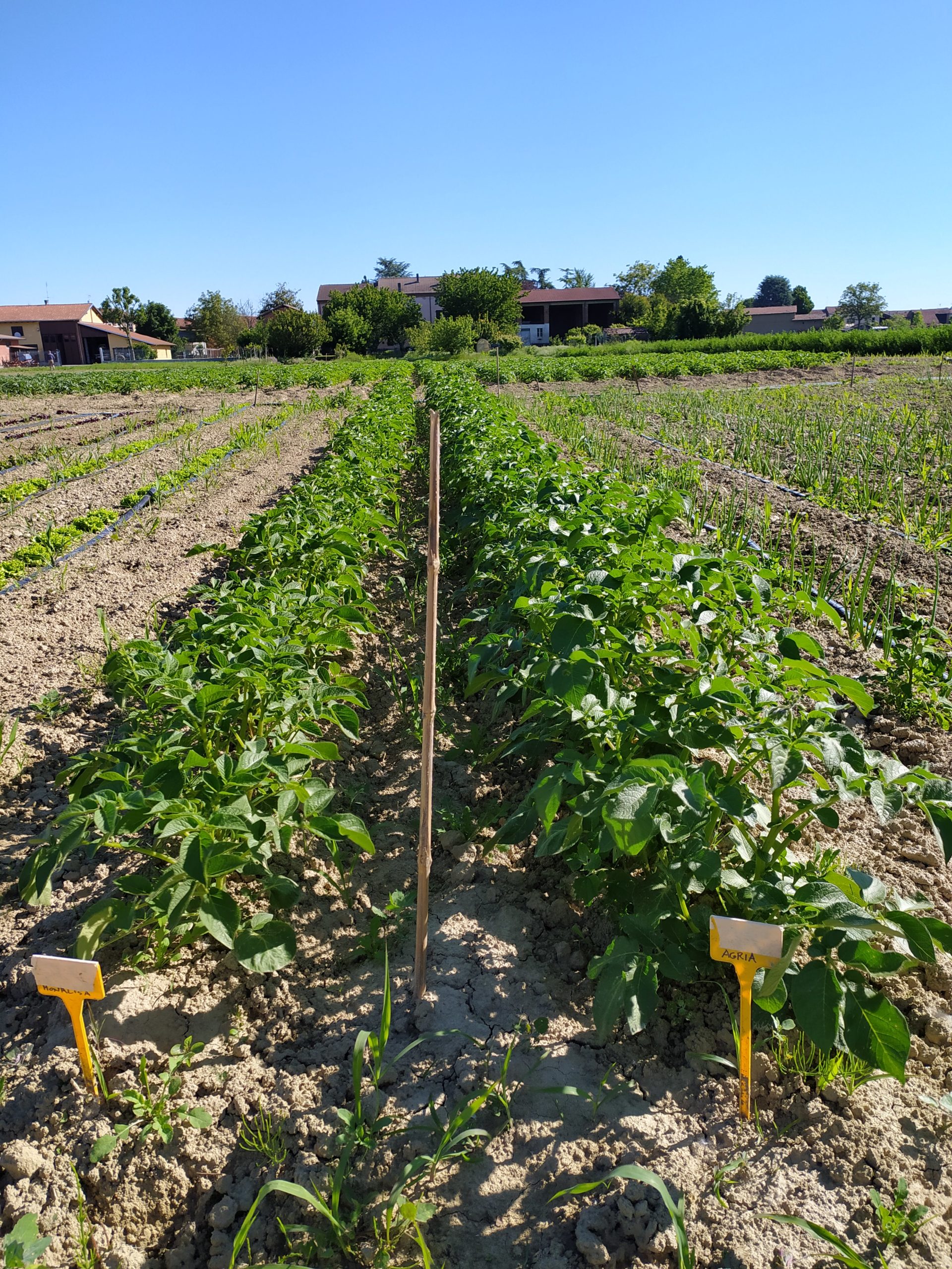 Progetto Monitora - servizio di monitoraggio avanzato per l’irrigazione e fertilizzazione sostenibile e difesa integrata per le orticole di pieno campo