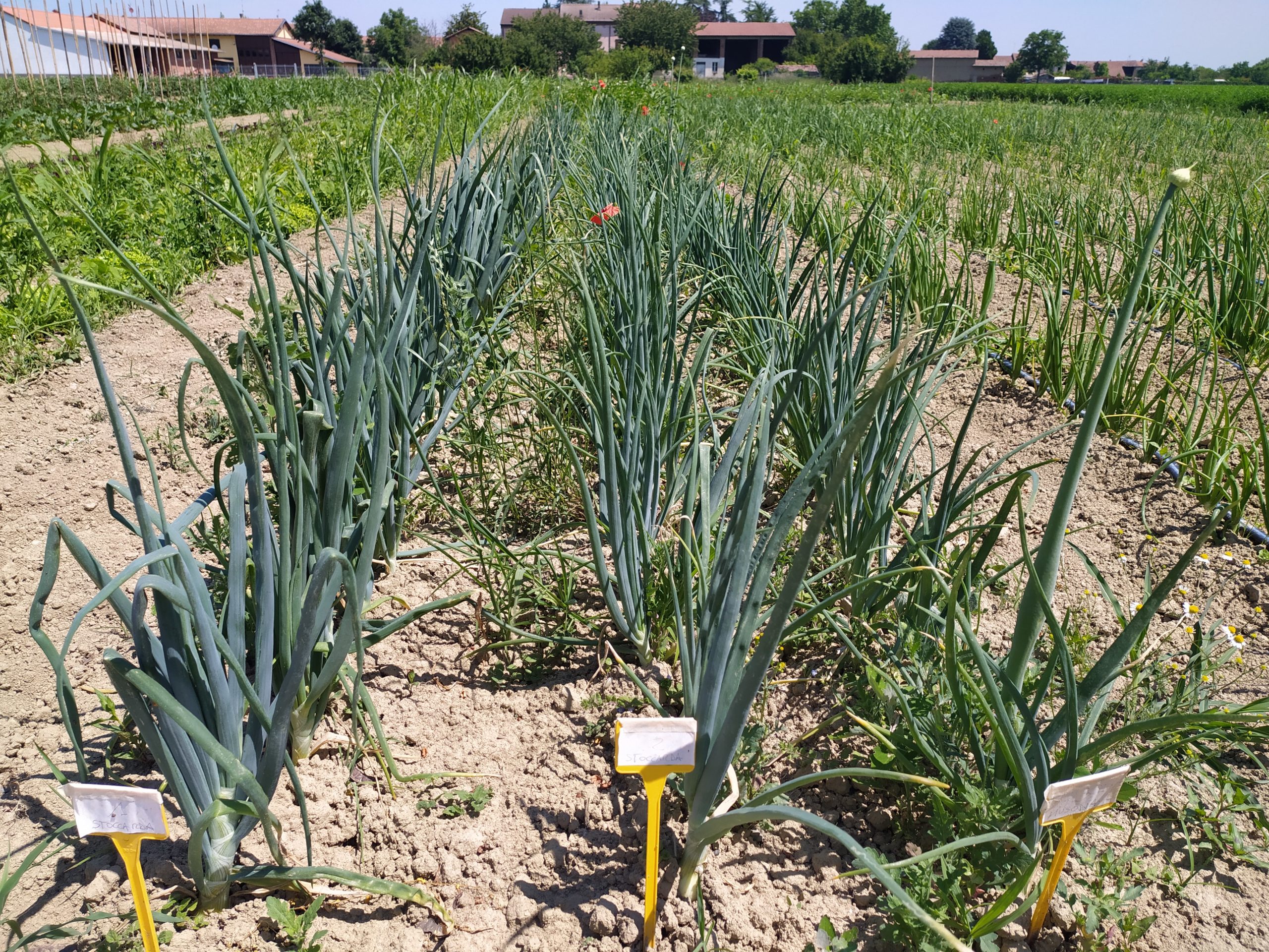 Progetto Monitora - servizio di monitoraggio avanzato per l’irrigazione e fertilizzazione sostenibile e difesa integrata per le orticole di pieno campo