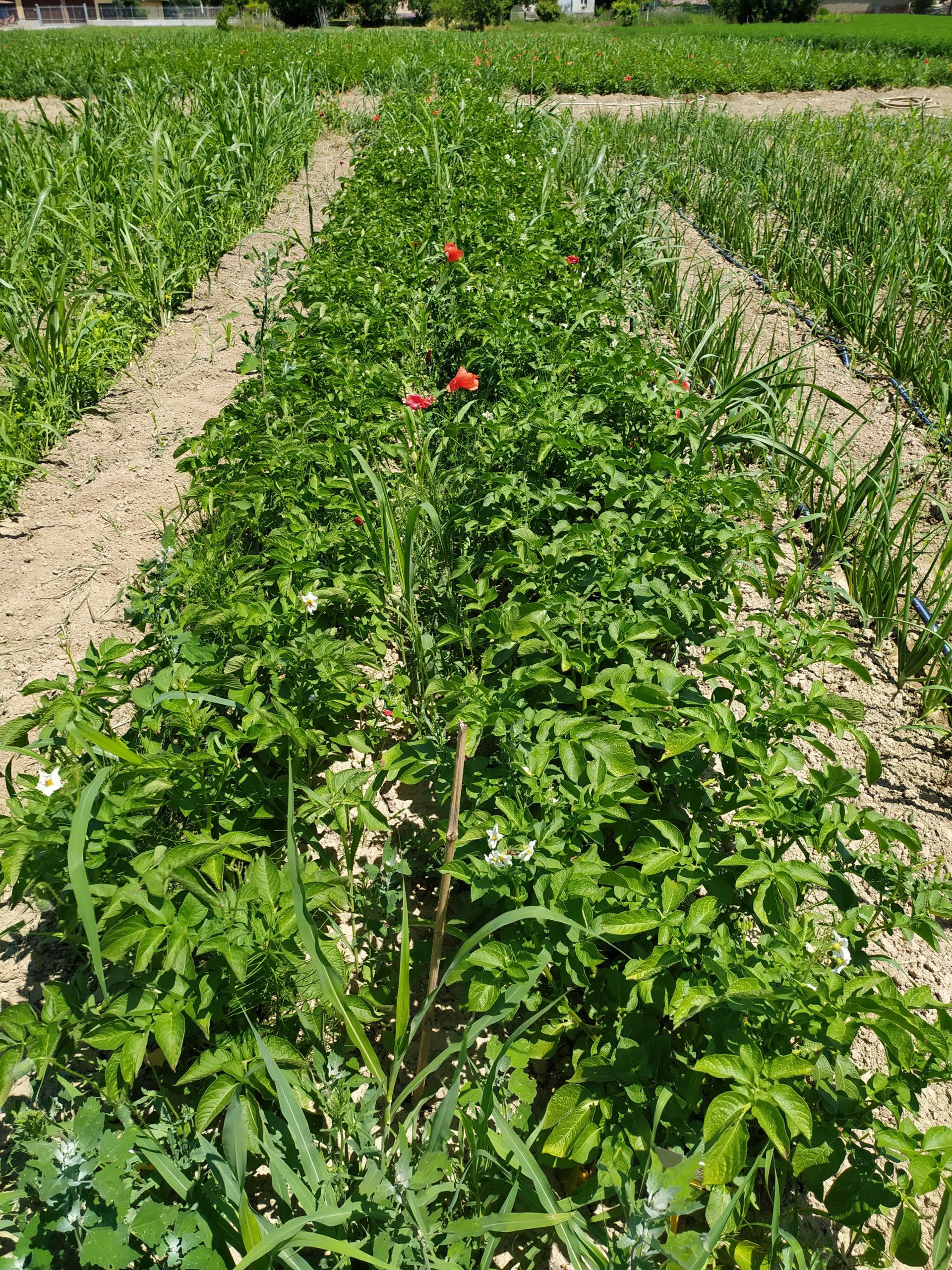 Progetto Monitora - servizio di monitoraggio avanzato per l’irrigazione e fertilizzazione sostenibile e difesa integrata per le orticole di pieno campo