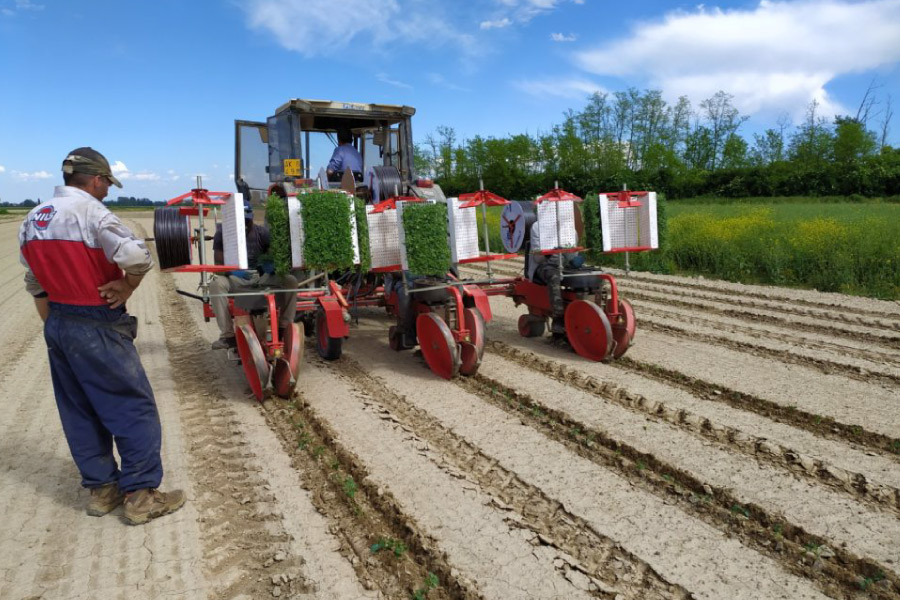 Progetto Monitora - servizio di monitoraggio avanzato per l’irrigazione e fertilizzazione sostenibile e difesa integrata per le orticole di pieno campo